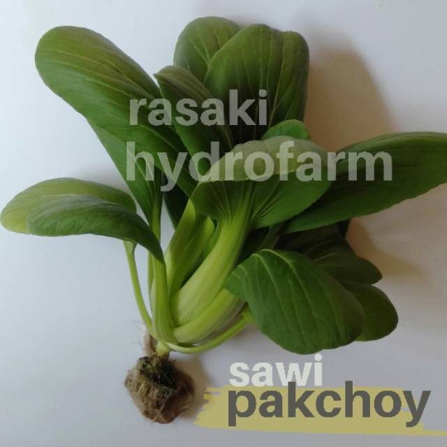 

Sayur sawi pakchoi pakcoi pakchoy segar hidroponik bebas pestisida