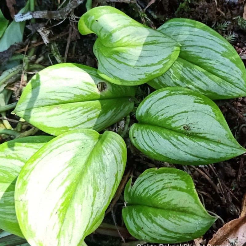 Tanaman Hias Hosta Irena Lagan Forest Philo Silver Scindapsus Moonlight Varigata