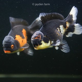 ikan mas koki oranda panda, tricolor & black gold | shopee