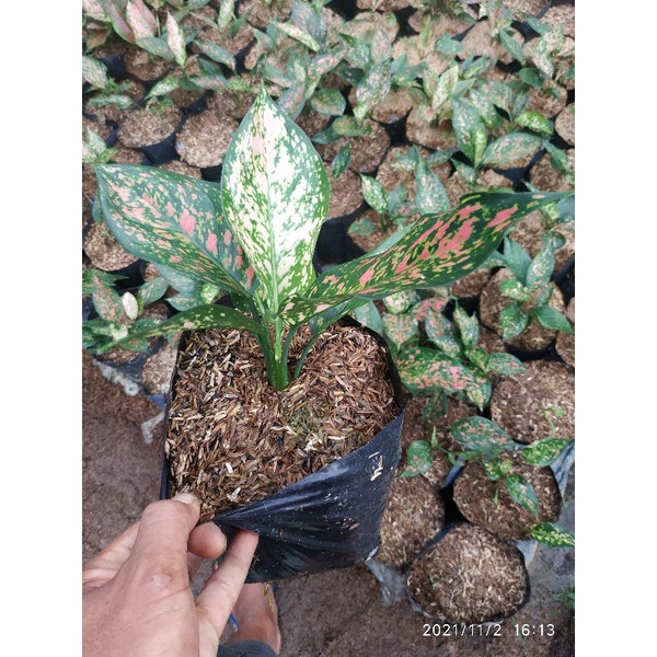 AGLONEMA RUBY GARUDA#RUBY BATIK bisa cod