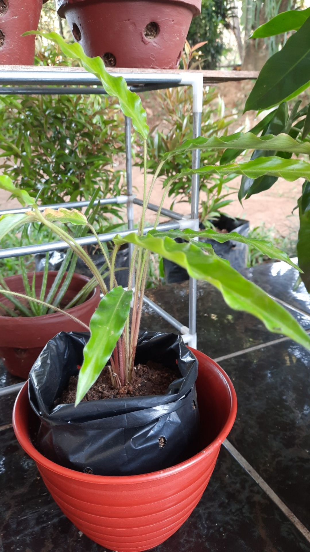 Tanaman Hias Calathea Rufibarba