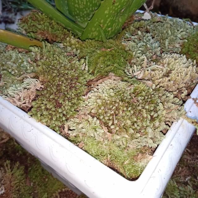 Mos Lumut hijau media tanam anggrek