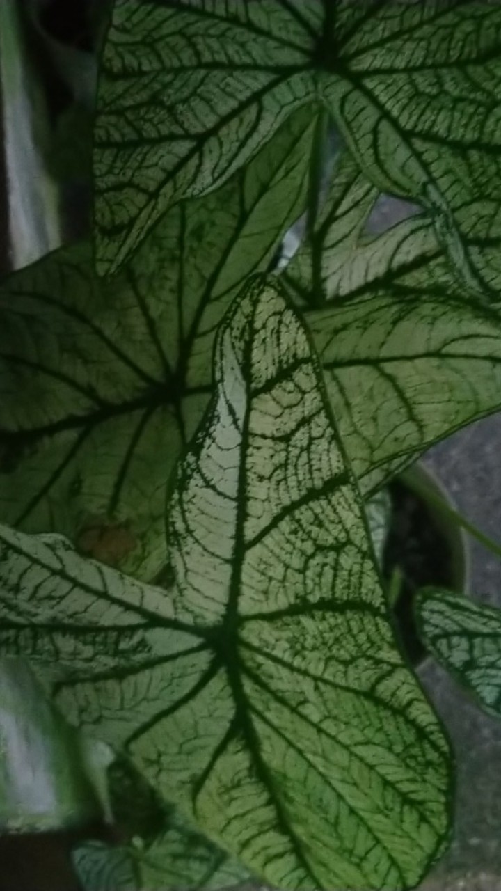 Bimasena Biru Kemeja Batik Pria Full Furing Bahan Katun Halus Sragenan