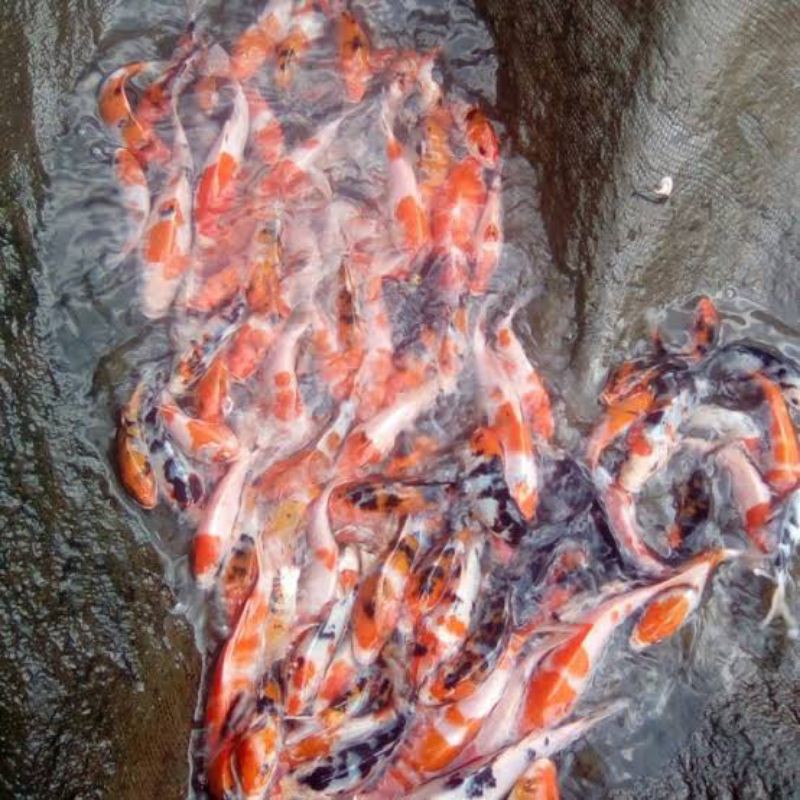 bibit koi kohaku sanke size 5,6,7 CM