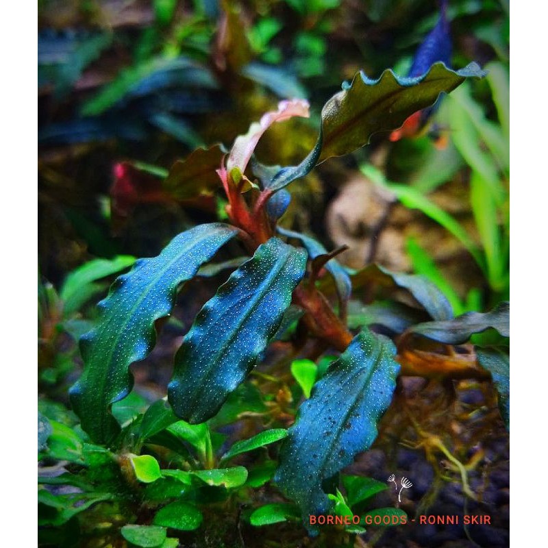 [1KG] Bucephalandra Sp Velvet | Buce