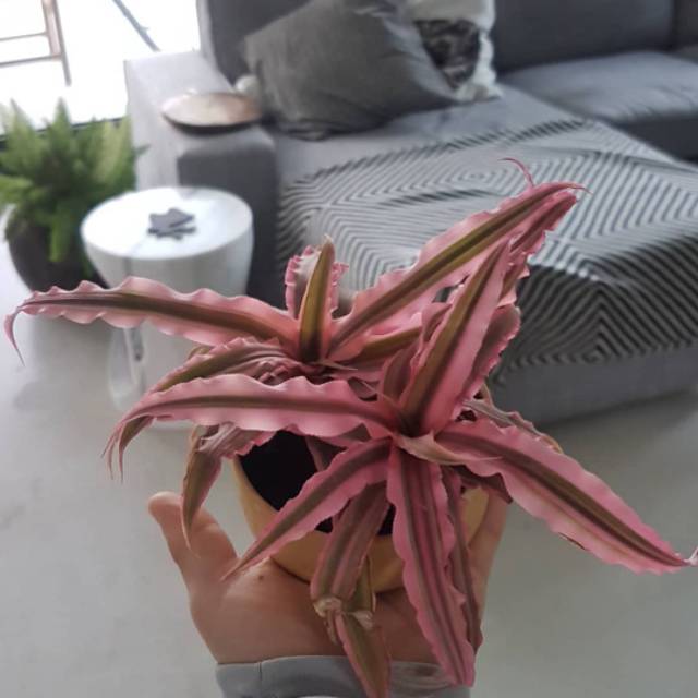 cryptanthus pink | Tanaman hias nanas cryptanthus pink