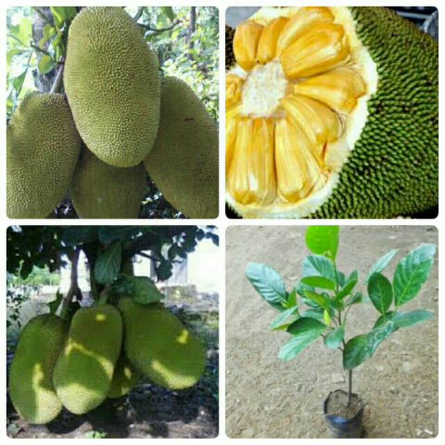 Bibit nangka Madu JUMBO 3 btng gratis 2 bibit buah naga merah