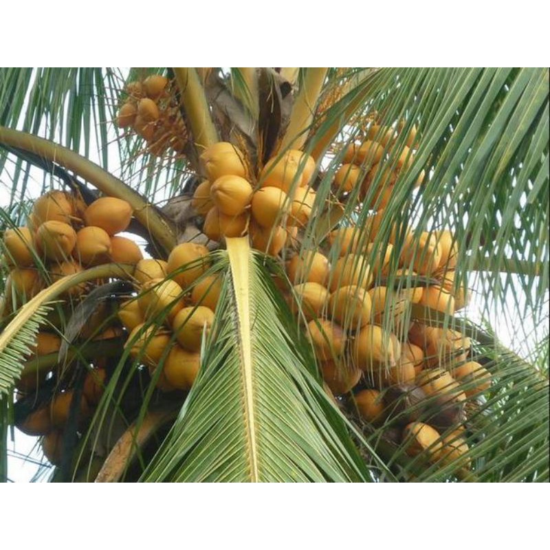 BIBIT KELAPA GADING