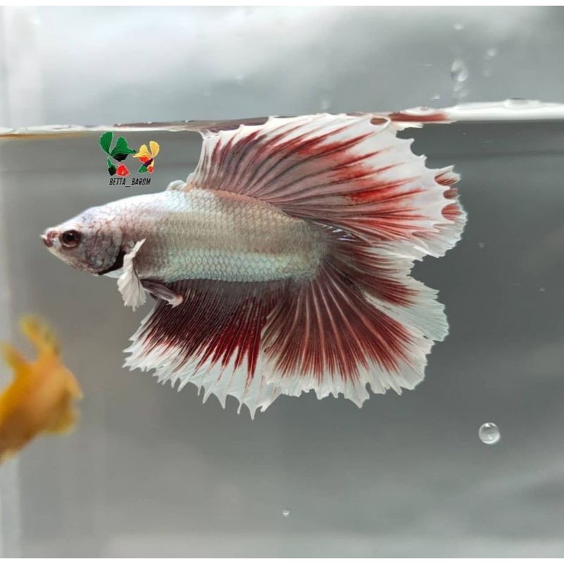 HMDT red dragon (Real pict)