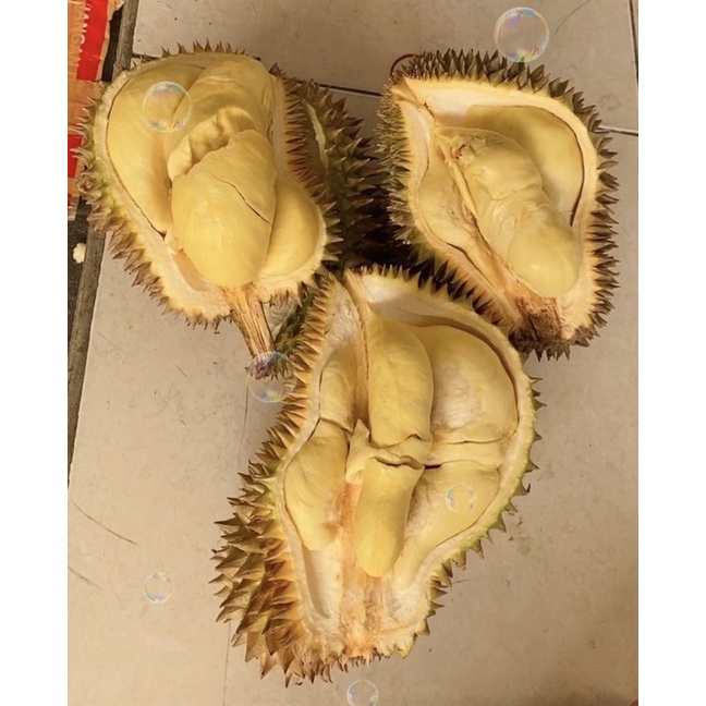 DURIAN MONTONG SULAWESI FRESH UTUH DENGAN KULIT