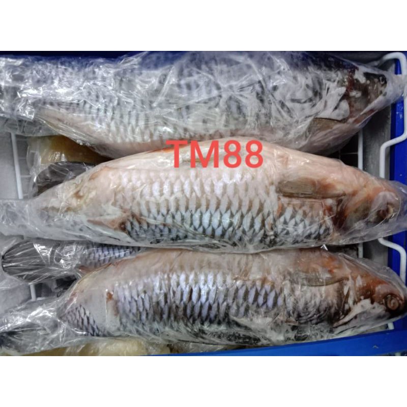 

IKAN JERAWAT PUTIH/IKAN PHAK LIN