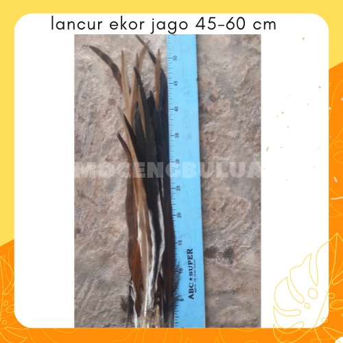 Bulu Ayam Lancur Panjang Banget 45-60 Warna Natural untuk Topi Indian Adat Dayak Papua Hiasan Kepala