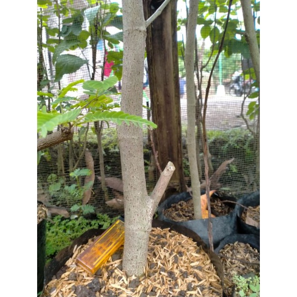 BONSAI AMPELAS PUTIH HASIL DARI CANGKOK