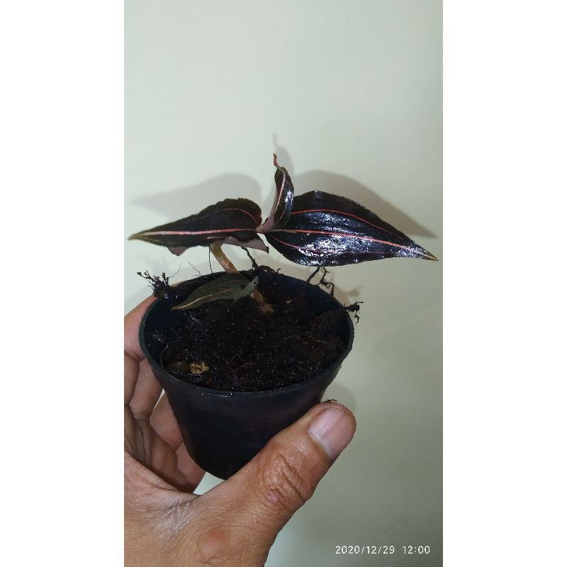 Jewel orchid mini serat 3 | kiaksara | aggrek mutiara