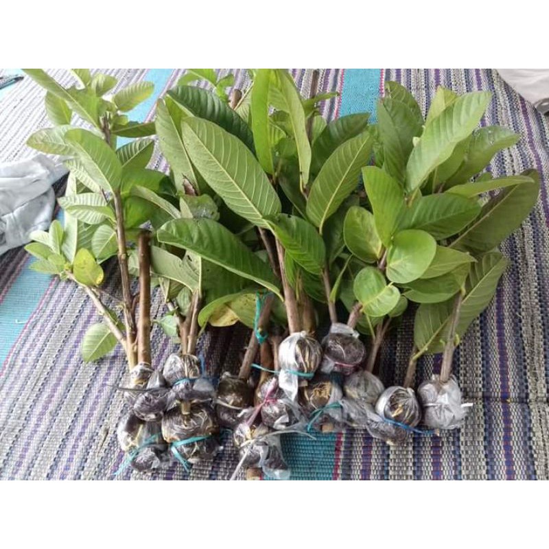 Fresh Cangkok Jambu Kristal Merah