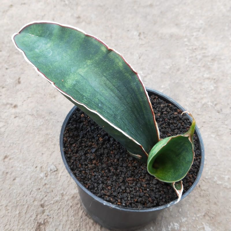 sansevieria sinus simiorum var srit