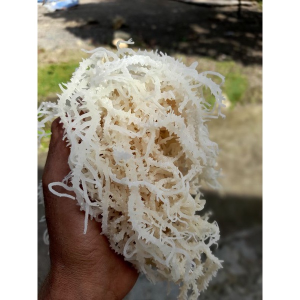 

Rumput laut spinosum Harga grosir free ongkir se pulau jawa
