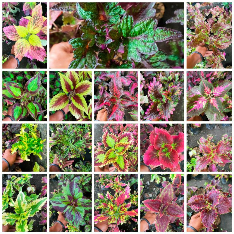 paket bunga miana warna random full akar ( 10-25 macam)