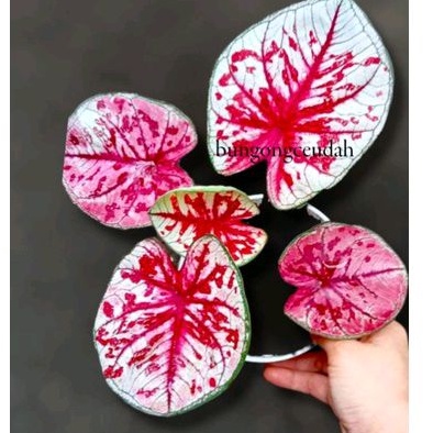 caladium tootsie / caladium totsie