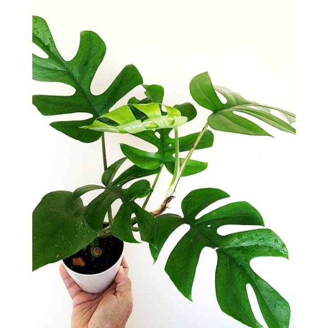 TANAMAN TETRASPERMA RHAPIDOPORA - MONSTERA RHAPIDOPORA - TANAMAN HIDUP