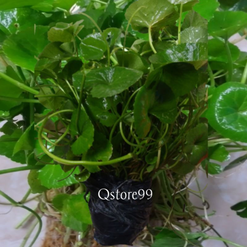 BIBIT PEGAGAN-ANTANAN-DAUN ANTANAN SEGAR-ANTI KANKER