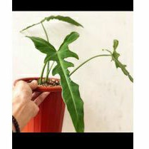 new beby philodendron longilobatum