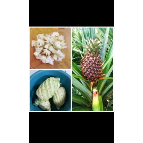 

Nanas Muda FRESS Obat Herbal /1 Biji