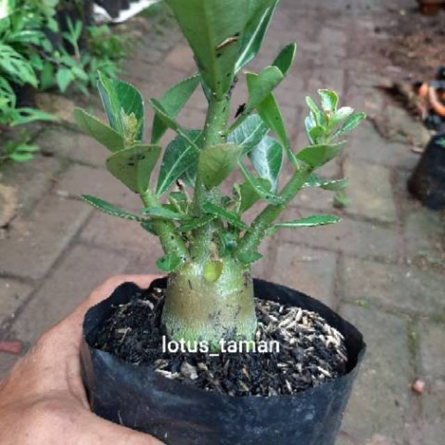 POHON BONSAI ADENIUM ARABICUM OBESUM-bibit tanaman bonsai adenium obesum-0