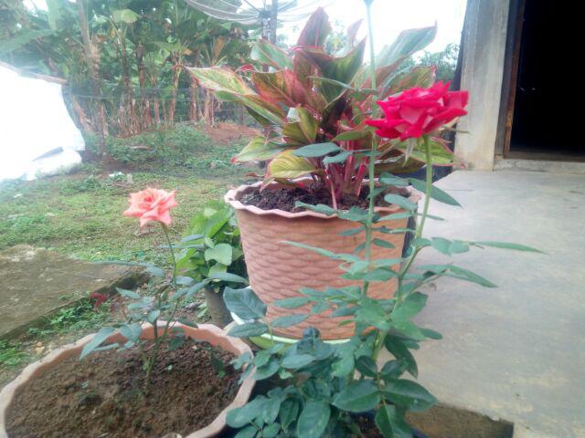 Bisa Pilih Warna! [cod] Daster Payung Rayon Solo | Daster | Batik