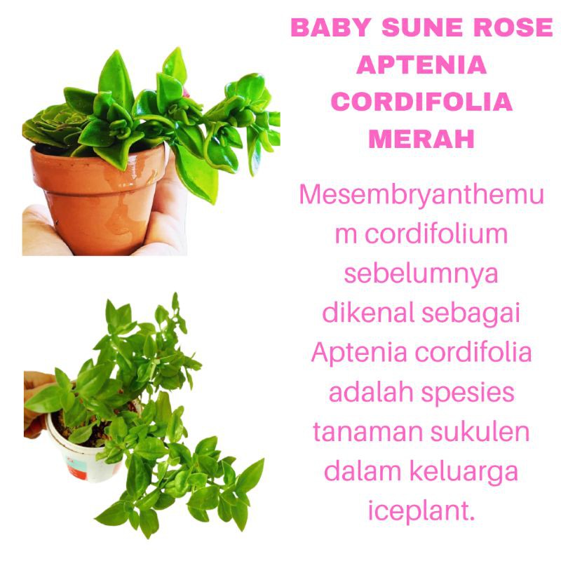 PROMO PAKET 3 TANAMAN HIAS BUNGA BABY SUNE ROSE APTENIA CORDIFOLIA MERAH KUALITAS SUPER | COD