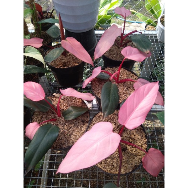 Philodendron Dark Lord Pink