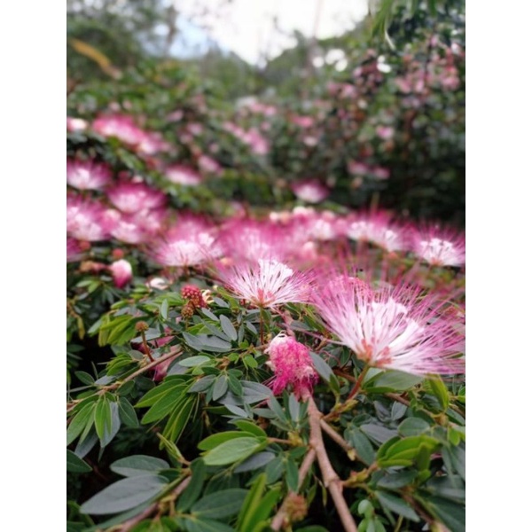 Kaliandra bunga ungu ke pink Kaliandra Suriname sulimaraja surinamesis tanaman hias vegetasi lebah m