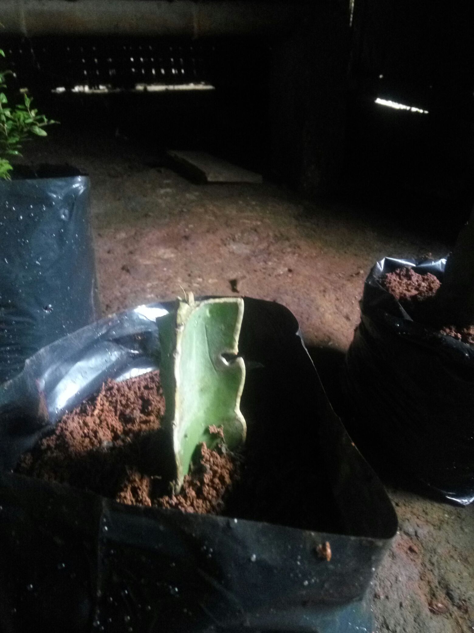 K0i Tanaman Bibit Buah Naga Orange