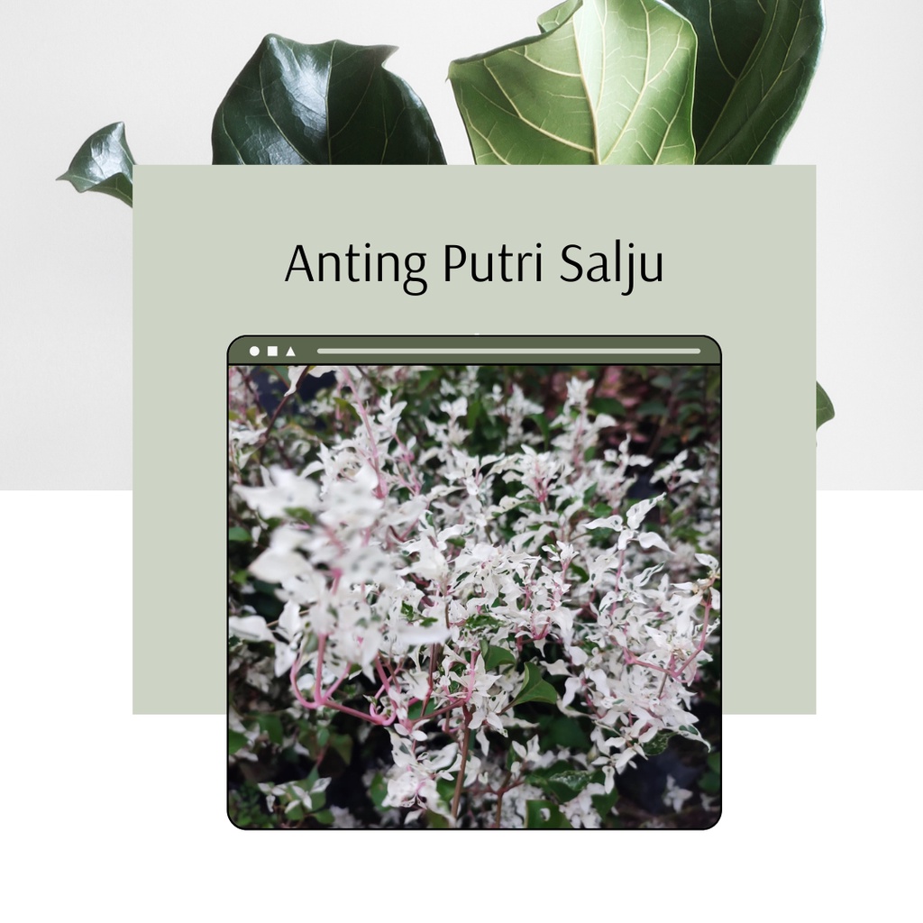 Tanaman Hias anting Putri Salju Bibit Tanaman Anting Putri Salju