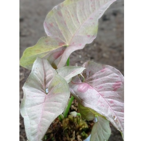 Taanaman Bunga Syngonium Pink Spot Tanaman Syngonium Original Tanaman Pink Spot Murah