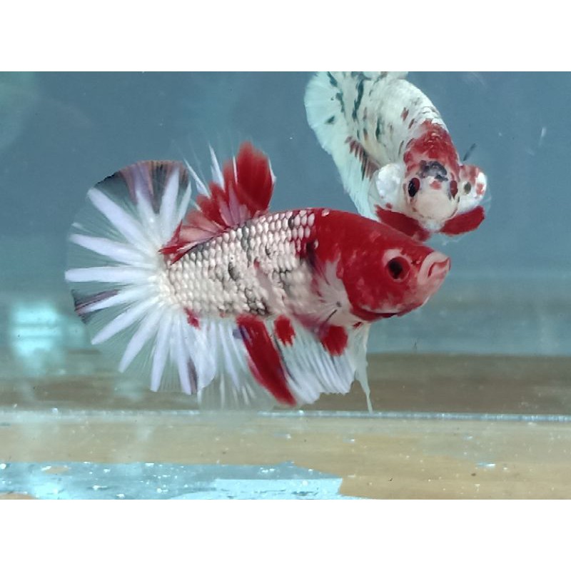 Ikan Cupang/Betta Fish/Ikan Cupang Koi