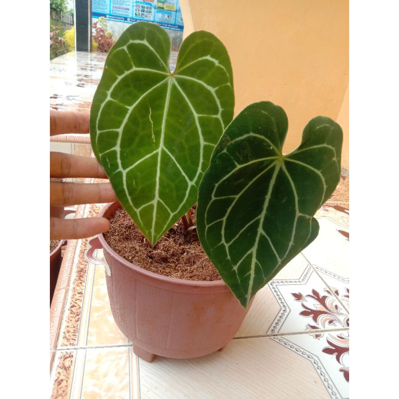 Tanaman Hias Kuping Gajah - Tanaman Hias - Kuping Gajah