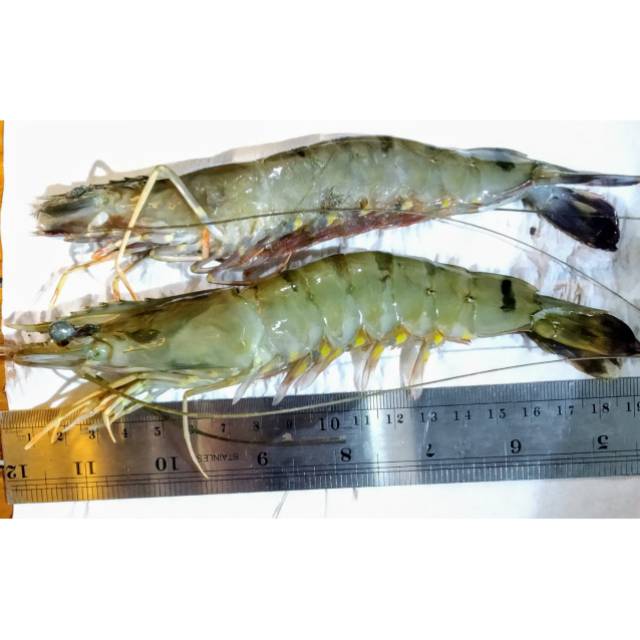 

Udang Pacet atau Windu