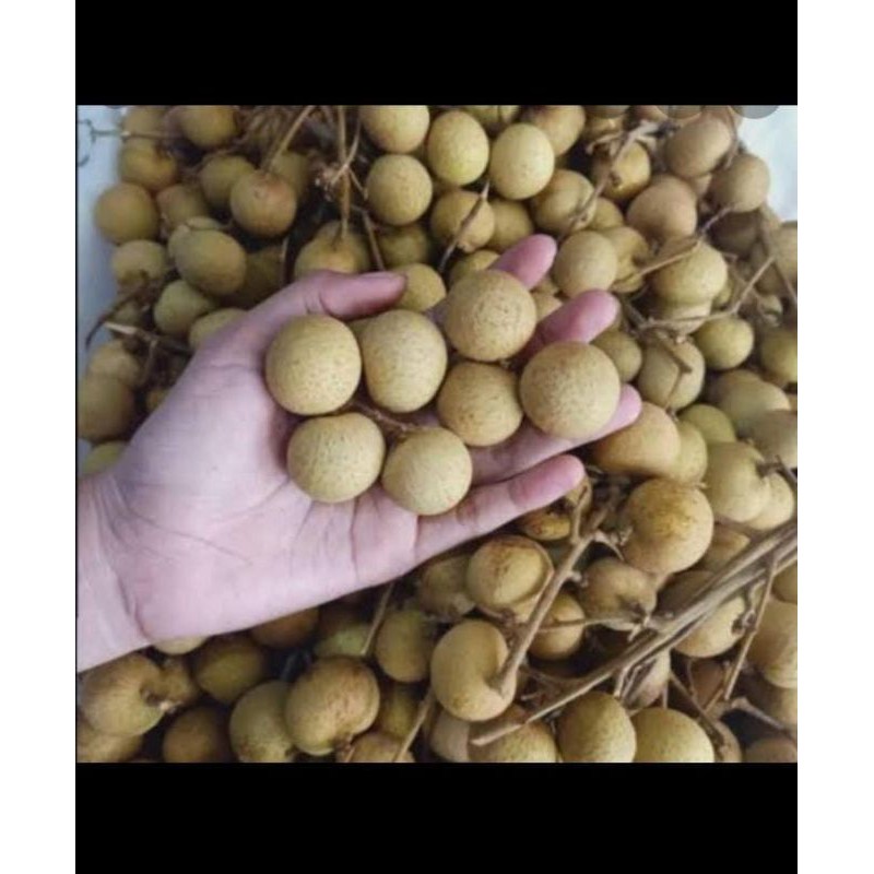 

KELENGKENG SIZE SEDANG
