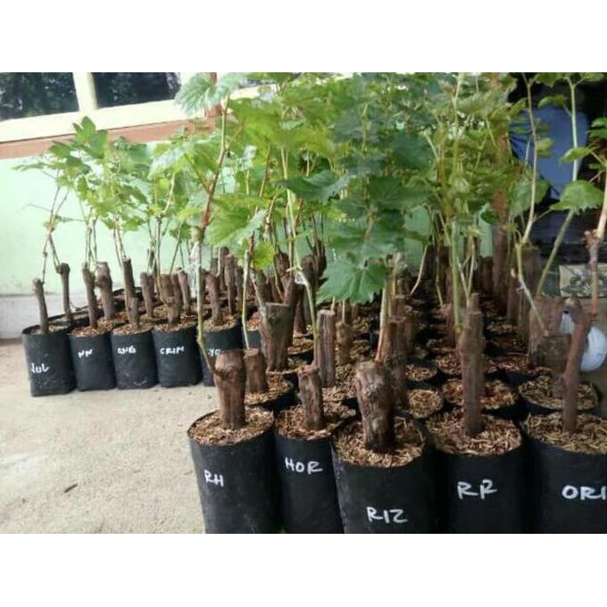 Produk Ready Bibit Tanaman Anggur Jupiter Sedles Bibit Berkwalitas