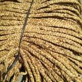 [HARGA PER10 METER] TALI ECENG - ECENG GONDOK KEPANG - TALI ECENG GONDOK - TALI ANYAMAN ECENG GONDOK