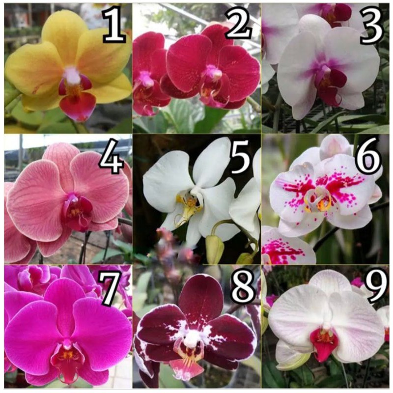 Seedling anggrek bulan