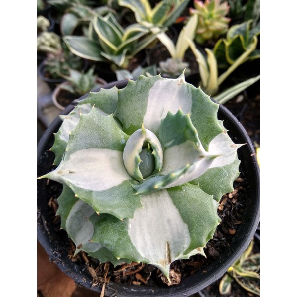 agave sizirojin varigata