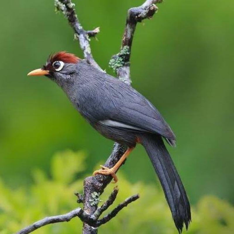 Jual BURUNG POKSAY MANDARIN | Shopee Indonesia