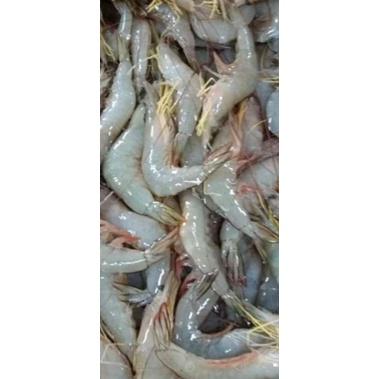 

udang Jerbung saiz 30-40 ekor