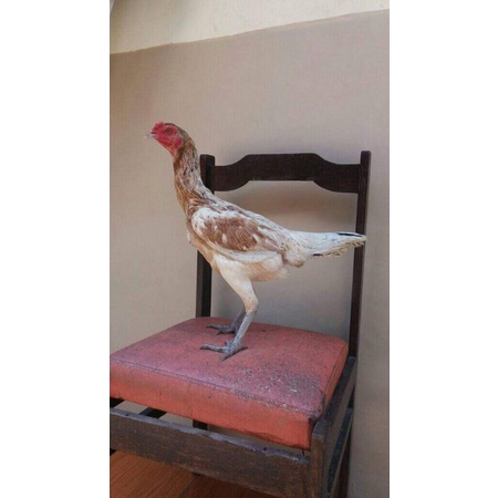 Biang Plucker x Mangon Bonus Vitamin Kesehatan Ayamj