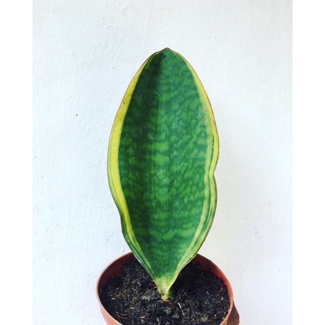 Tanaman Hias Koleksi Sansevieria Masoniana Varigata