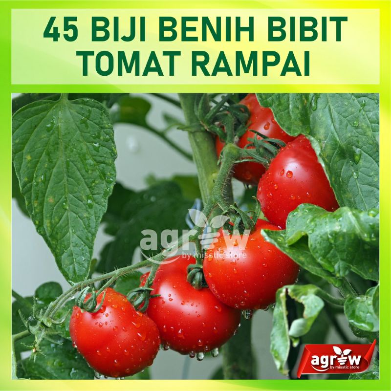 Bibit Sayuran 45 Benih Tomat Ceri Rampai Lebat Kecil Sebesar Kelereng Rempai Sayur Bintang Asia