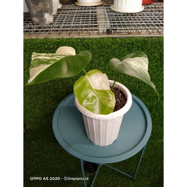 Monstera varigata marble