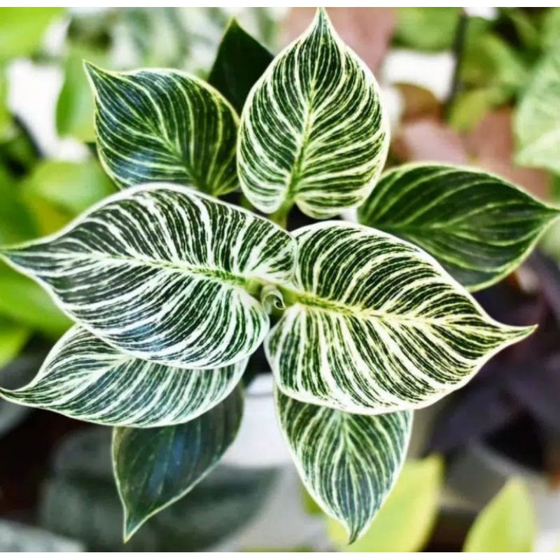 Philodendron Birkin